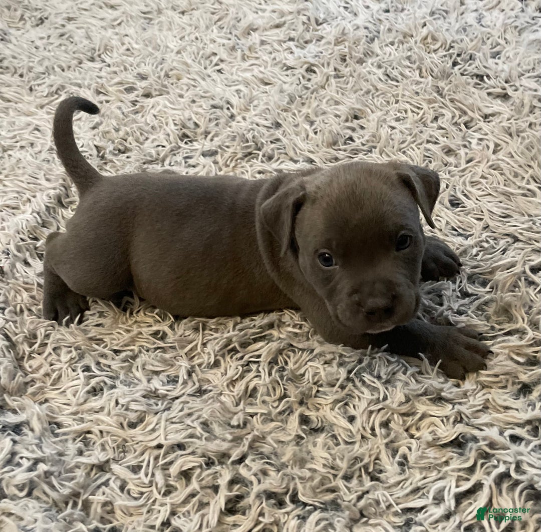 American Bully dogs for sale: Rocko - Ad 13