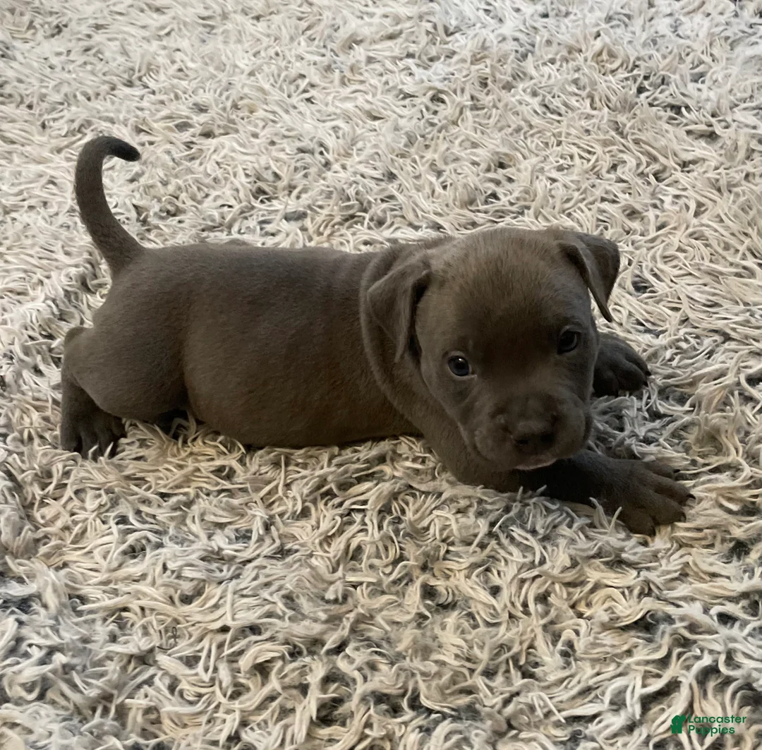 American Bully dogs for sale: Rocko - Ad 26