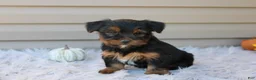 Yorkshire Terrier dogs for sale: Rambo - Ad 10