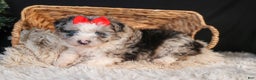 Mini Aussiedoodle dogs for sale: Gloria - Ad 7