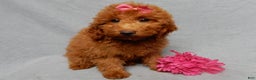 Mini Goldendoodle dogs for sale: Tillie - Ad 6