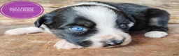 Miniature Australian Shepherd dogs for sale: Skunk - Ad 5