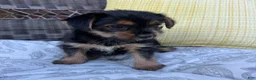 Shorkie dogs for sale: Emma - Ad 4