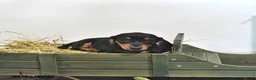 Miniature Dachshund dogs for sale: Josie - Ad 5