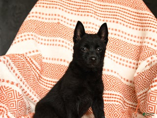 Schipperke dogs - Ad 4