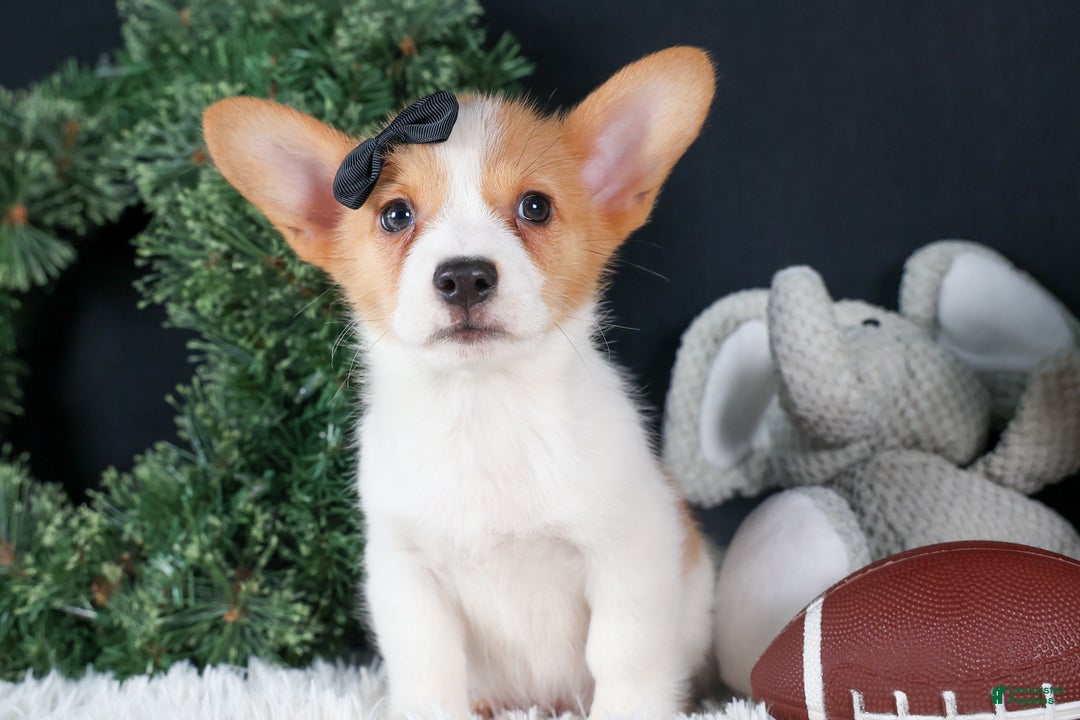 Welsh Corgi Pembroke dogs for sale: Iggy - Ad 16