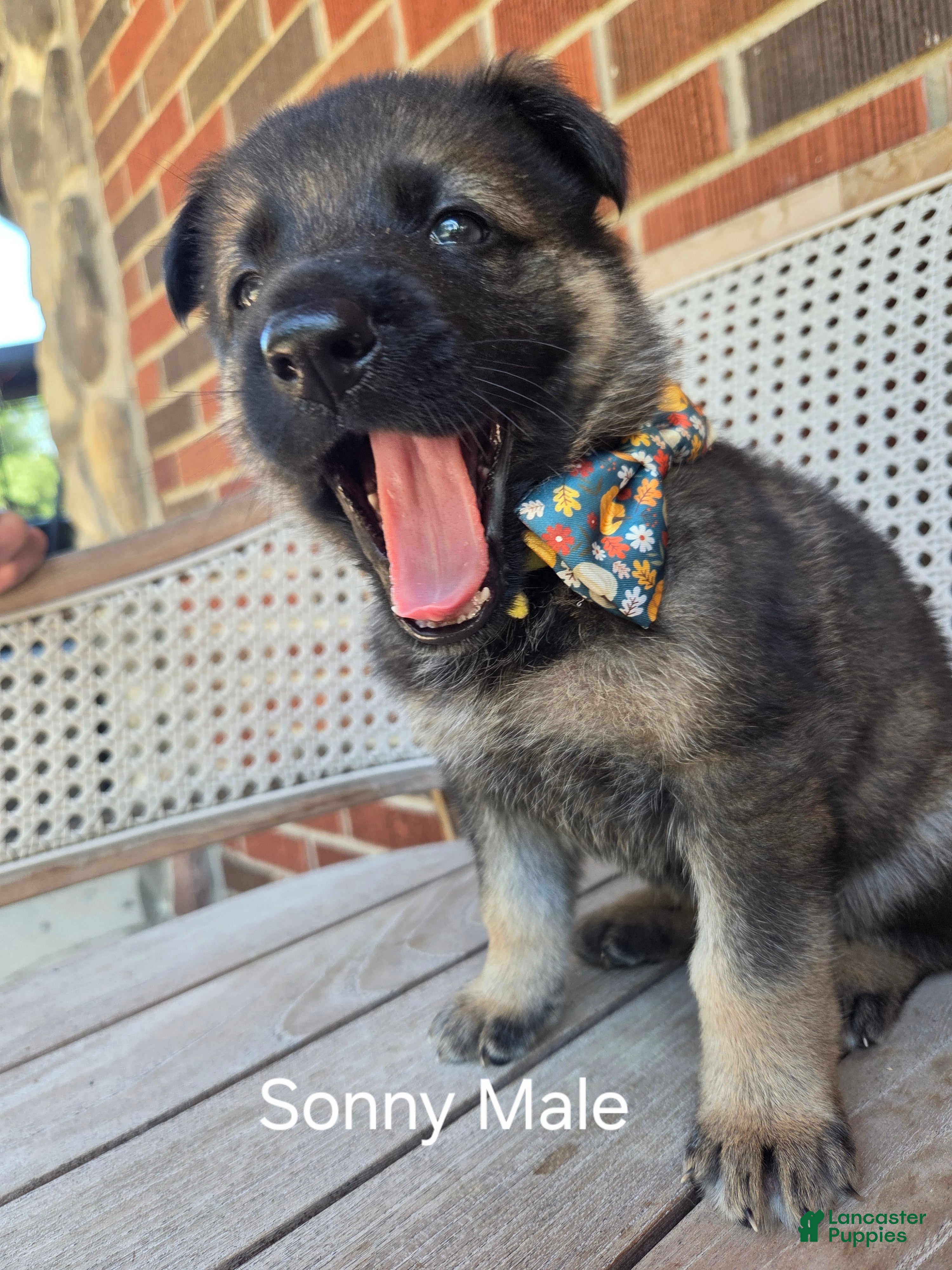 German Shepherd dogs Sonny - Ad 1