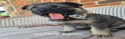 German Shepherd dogs for sale: Sonny - Ad 1