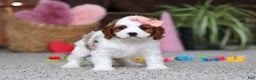 Cavapoo dogs for sale: Layla - Ad 5