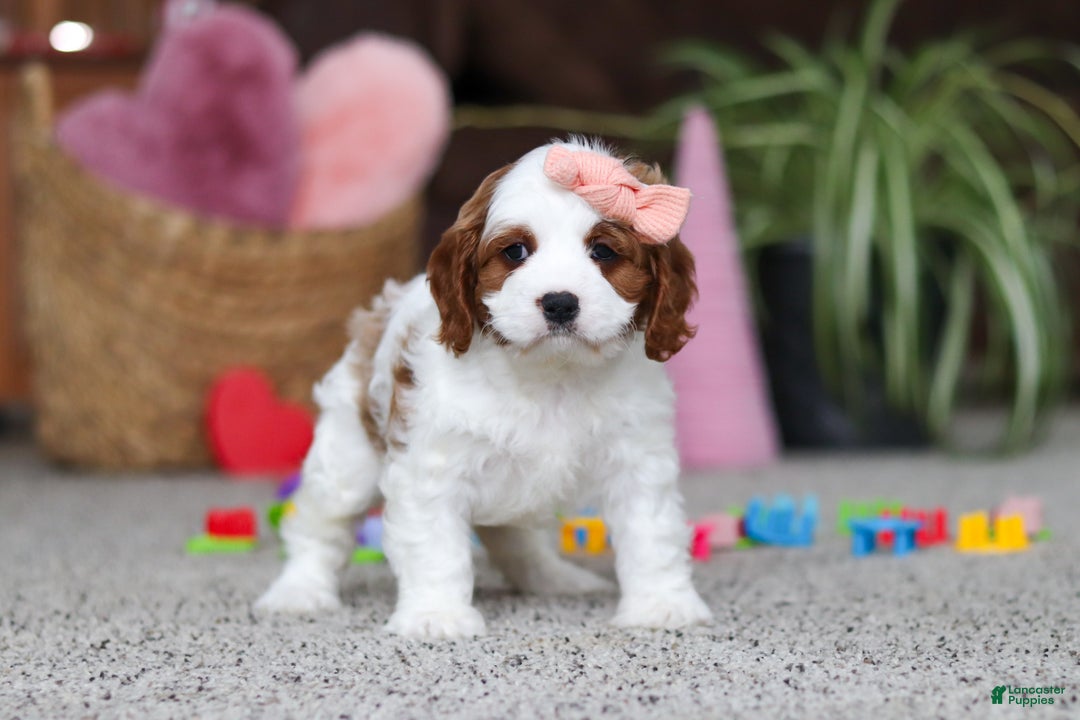 Cavapoo dogs for sale: Layla - Ad 5