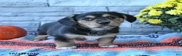 Mixed Breed dogs for sale: Skipper - Ad 2