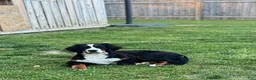 Bernese Mountain Dog dogs for sale: Bernese Mountain Dog 1 - Ad 6