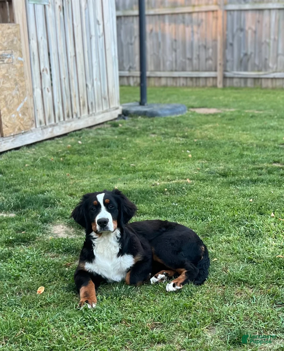 Bernese Mountain Dog dogs for sale: Bernese Mountain Dog 1 - Ad 6