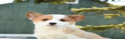 Welsh Corgi Pembroke dogs for sale: Sammy - Ad 4