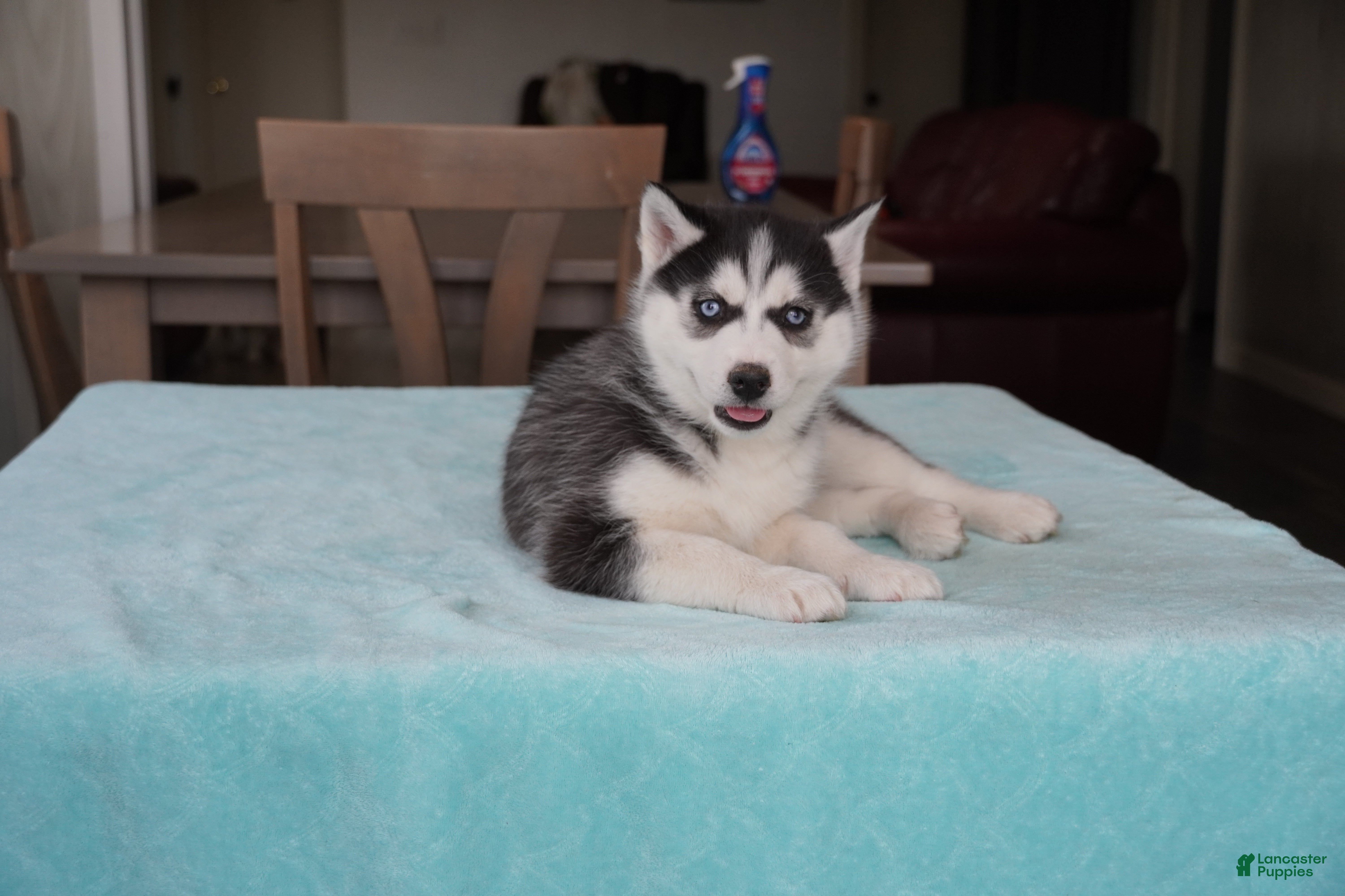 Siberian Husky dogs Roxy - Ad 1