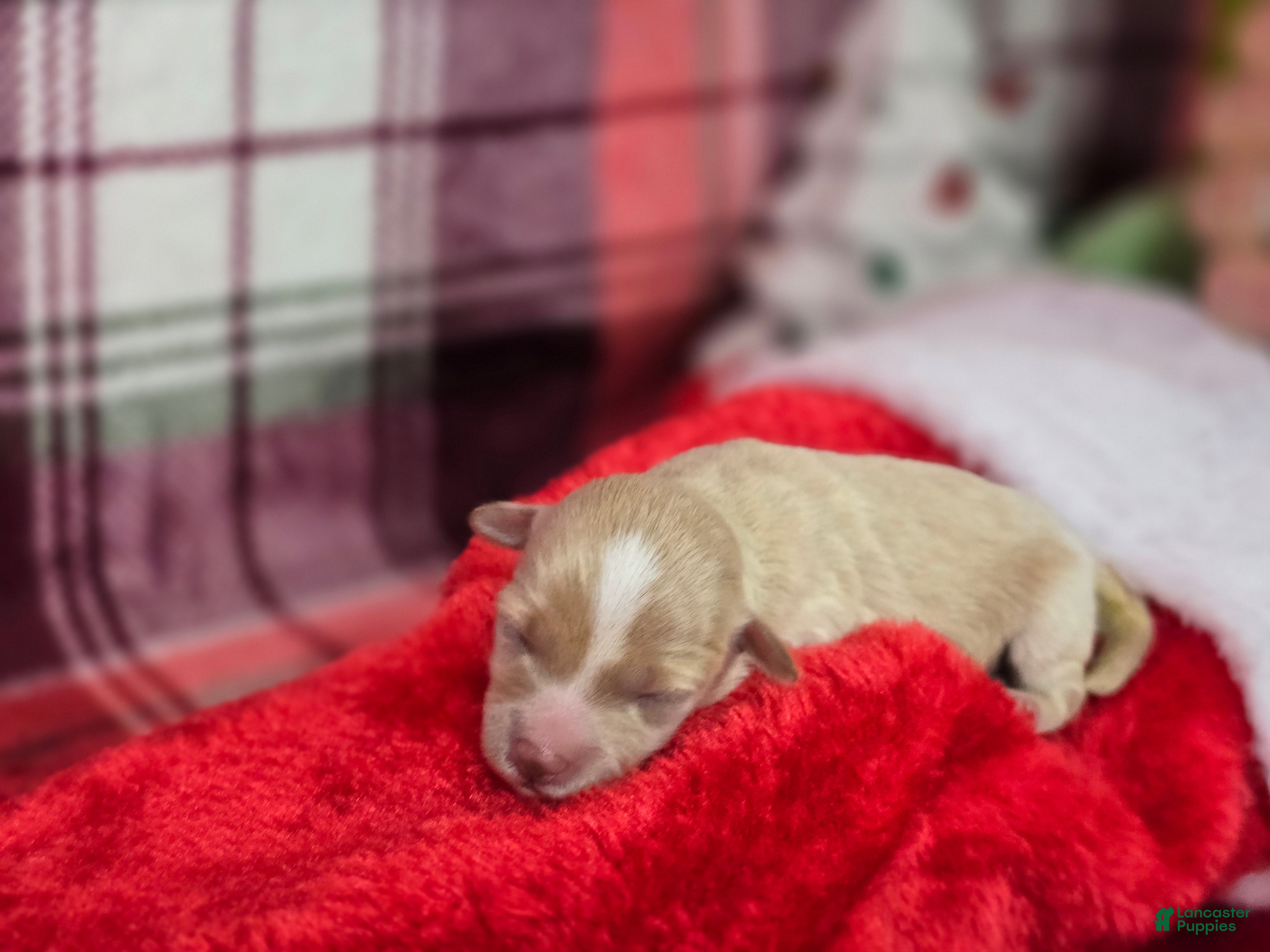 Maltipoo dogs Lumi - Ad 1