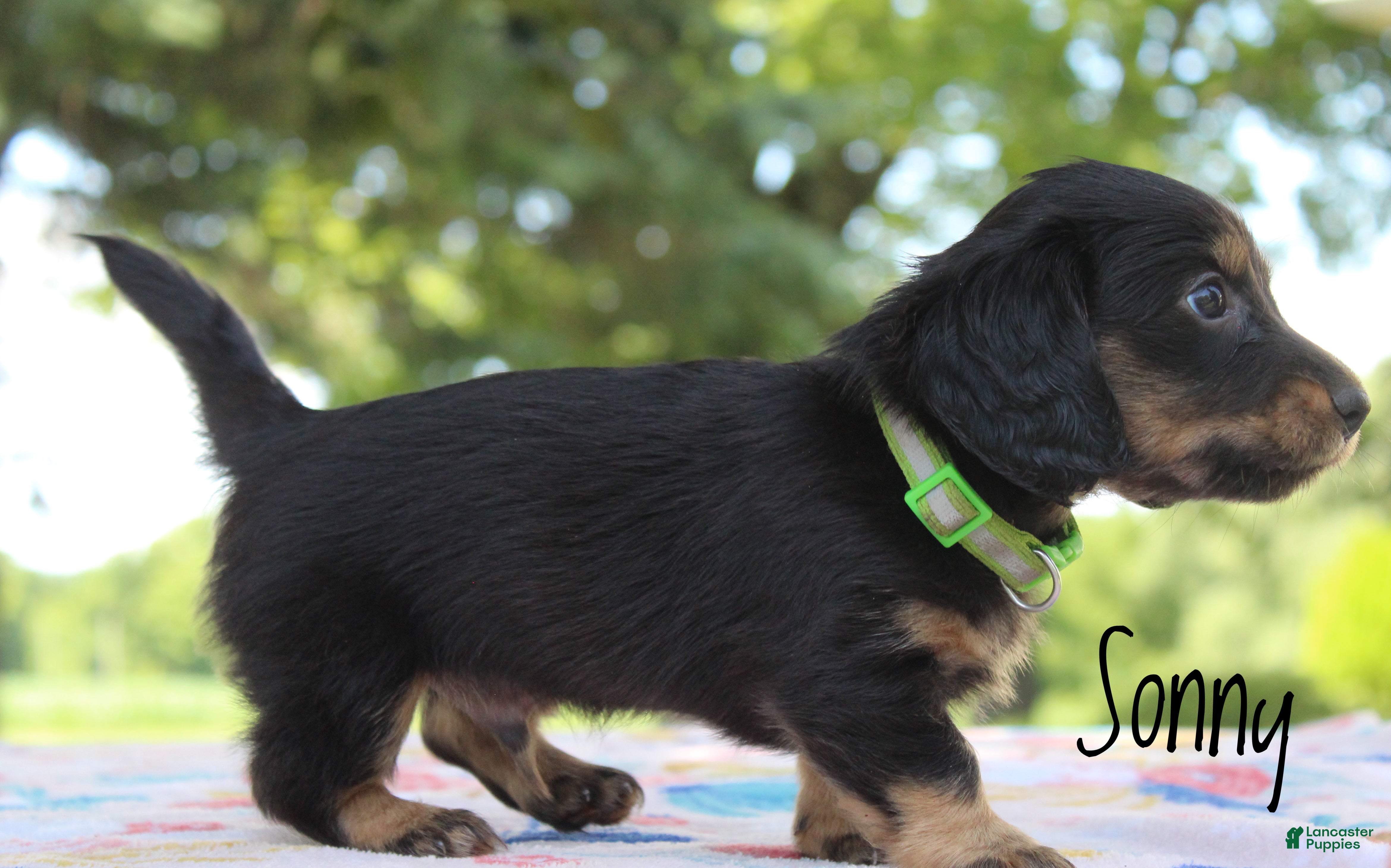 Miniature Dachshund dogs Sonny - Ad 2