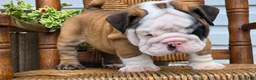 English Bulldog dogs for sale: Bandit - Ad 4