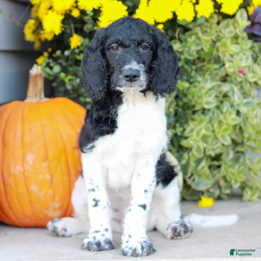 Miniature Labradoodle dogs for sale: Clara  - Ad 1