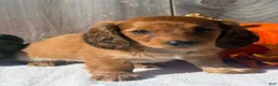 Miniature Dachshund dogs for sale: Autumn - Ad 8