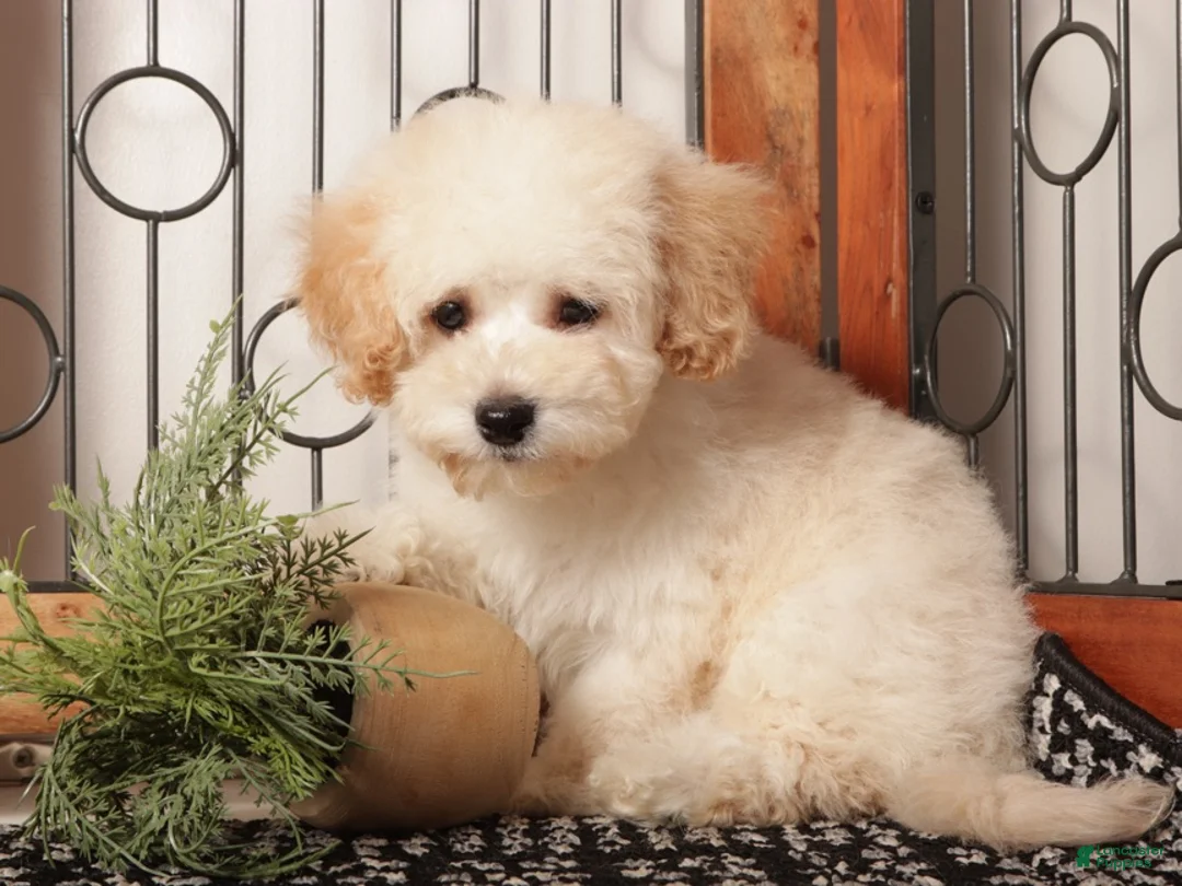 Maltipoo dogs for sale: Rusty Affectionate Maltipoo - Ad 3
