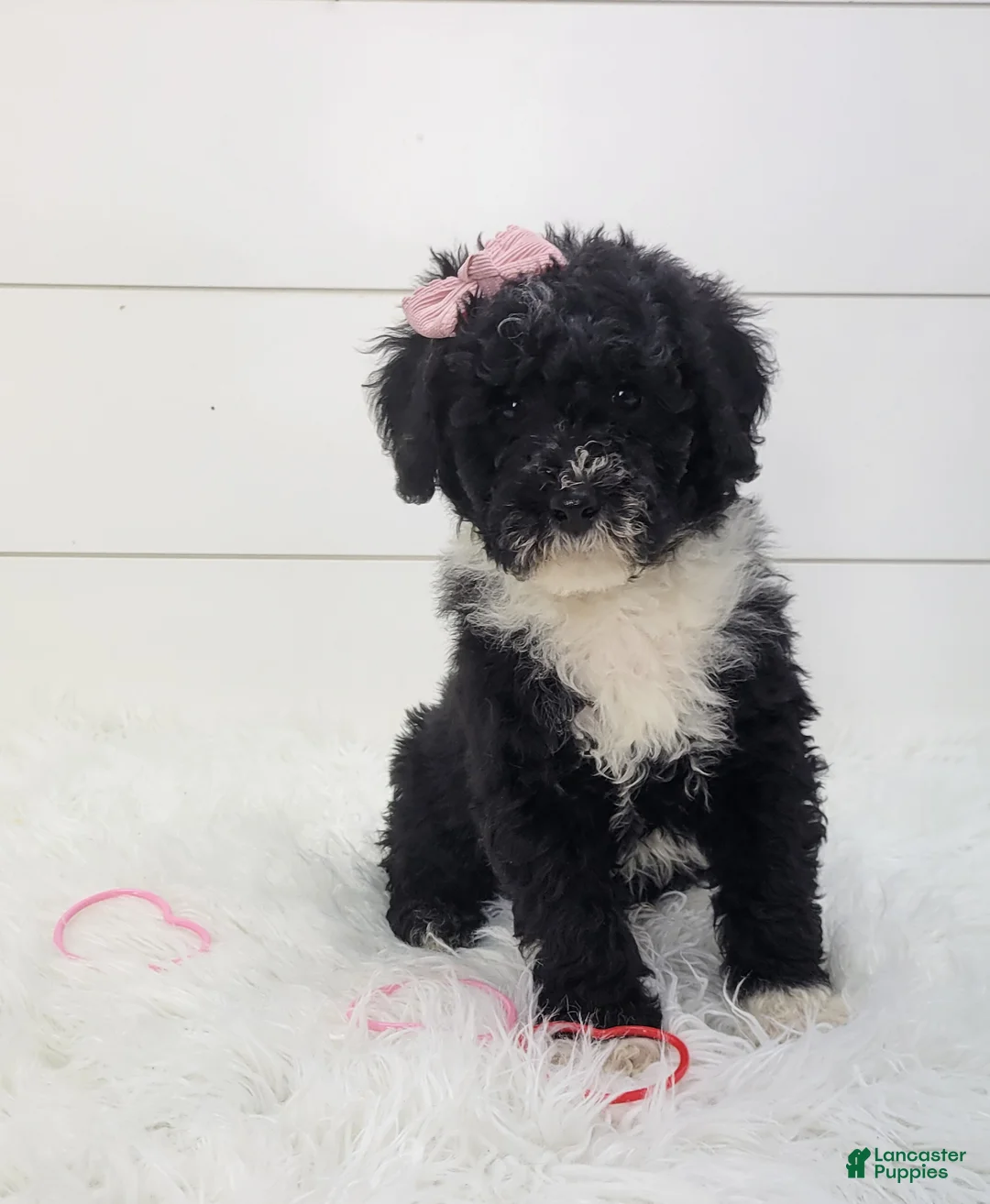 Portuguese Water Dog dogs for sale: Jovi - Ad 7