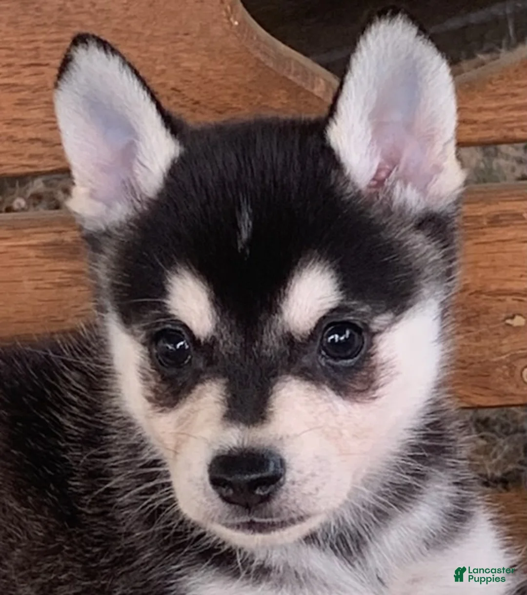 Alaskan Klee Kai dogs for sale: Storm - Toy Size Mini Husky Boy - Ad 1