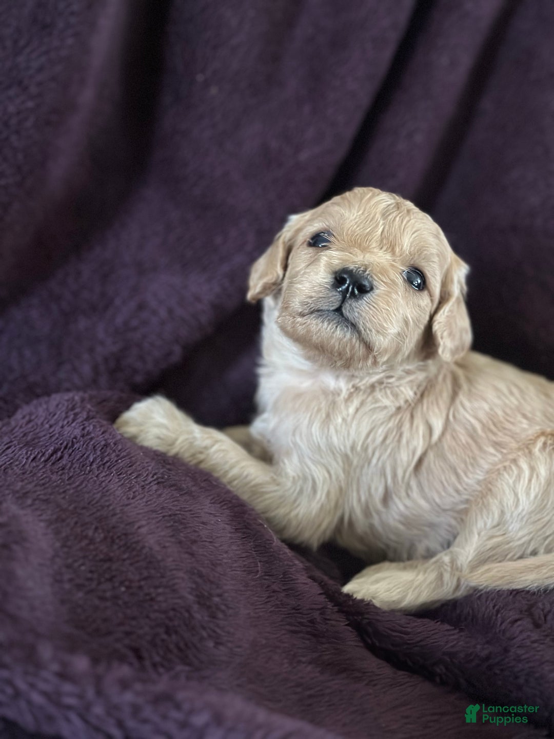Mini Goldendoodle dogs for sale: Thyme - Ad 4