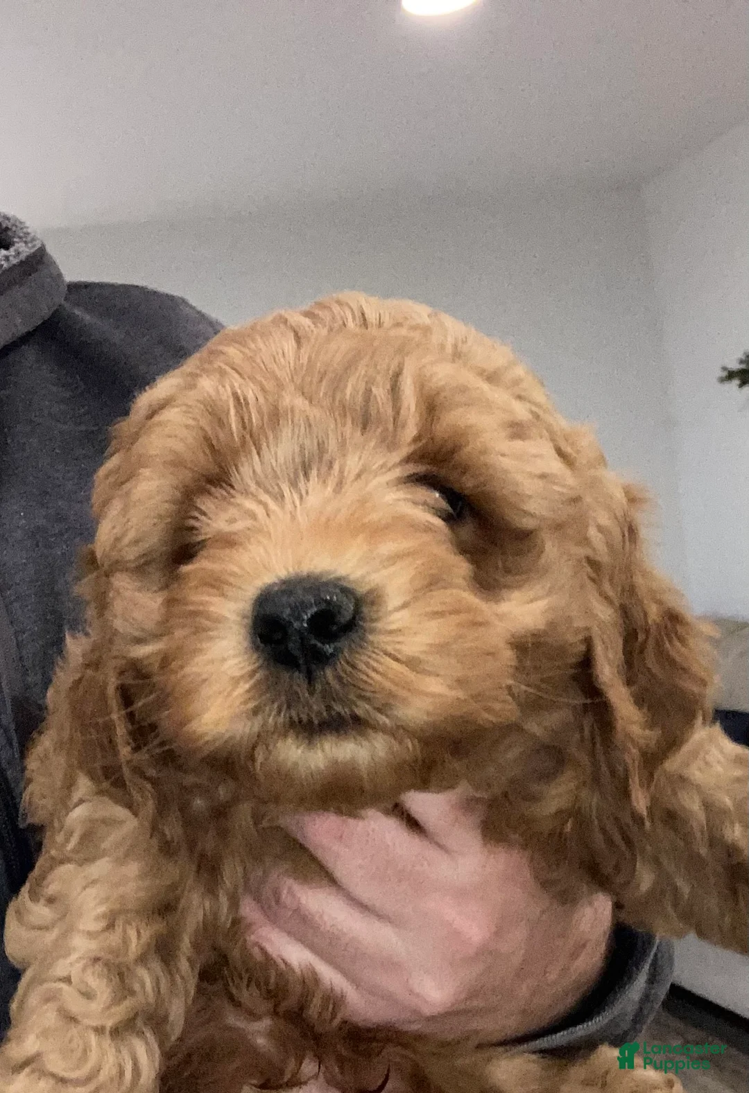Labradoodle dogs for sale: Puppy - Ad 1