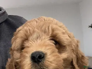 Labradoodle dogs for sale: Puppy - Ad 1