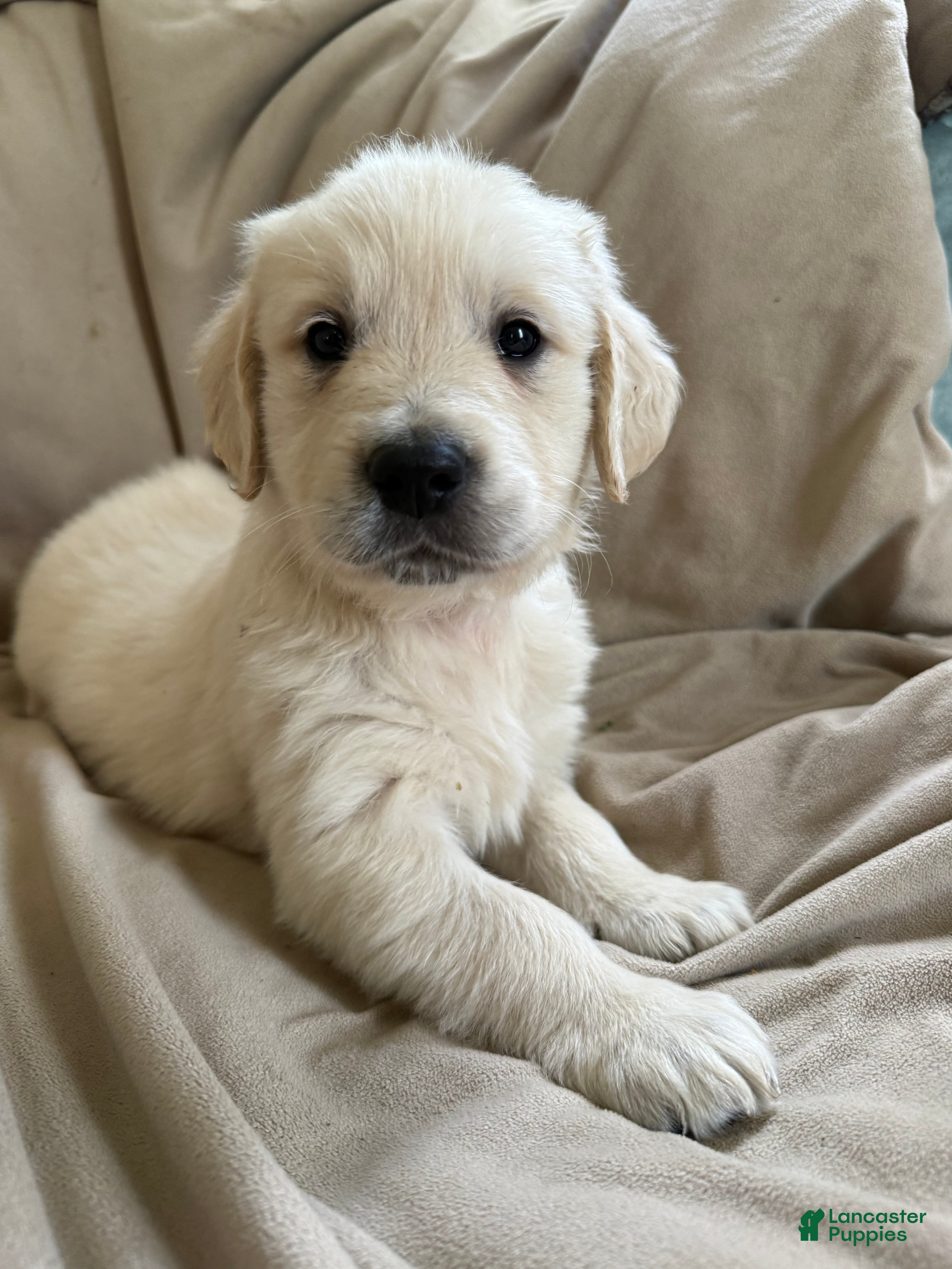 Golden Retriever dogs Golden Retriever Puppy 5 light blue  - Ad 10