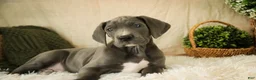 Great Dane dogs for sale: Clarabel - Ad 6