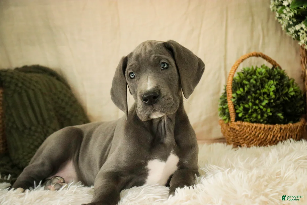 Great Dane dogs for sale: Clarabel - Ad 6