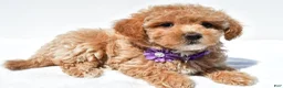 Maltipoo dogs for sale: Gracelyn - Ad 4