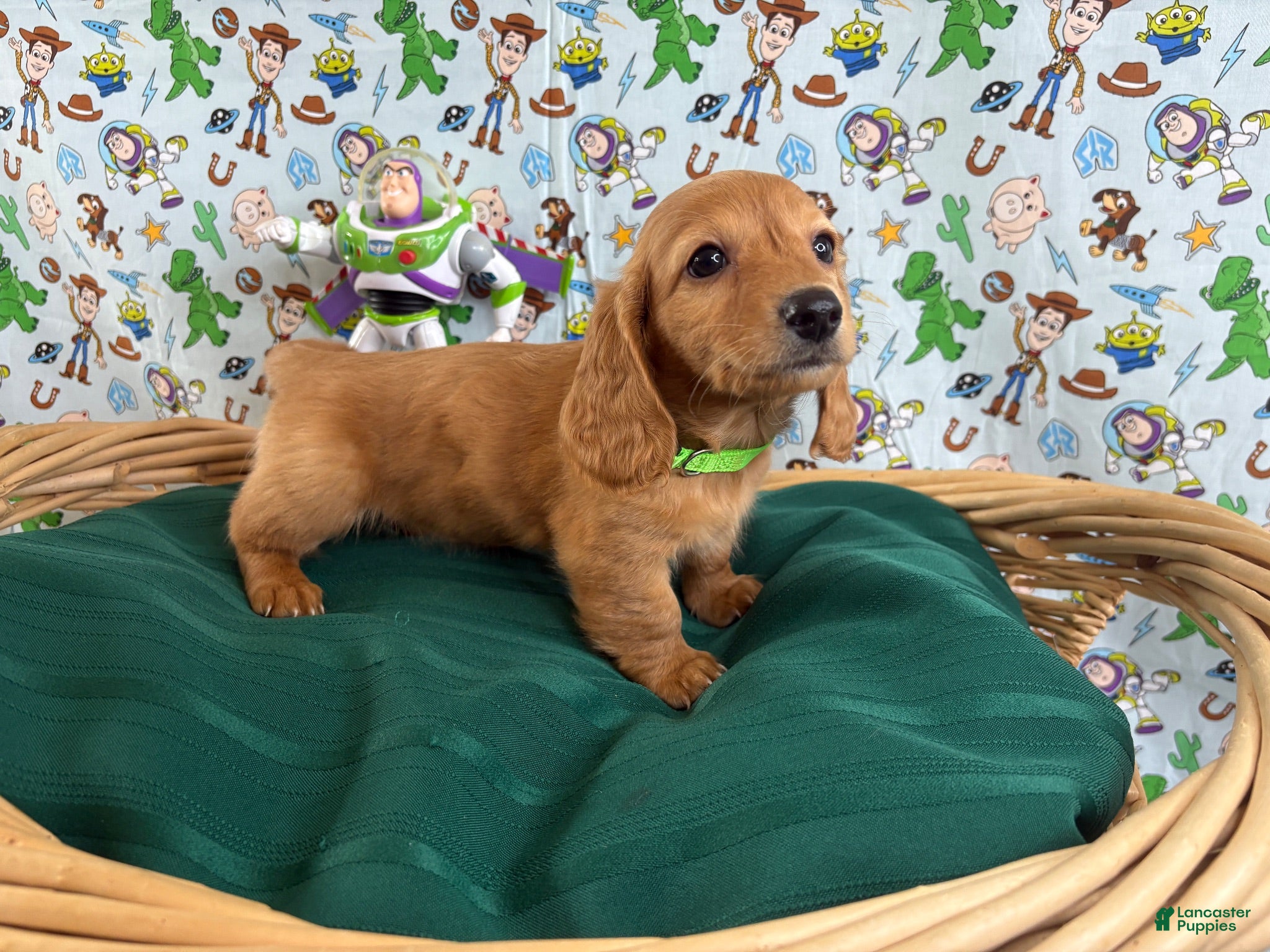 Miniature Dachshund dogs Buzz - Ad 6