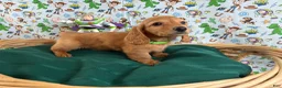 Miniature Dachshund dogs for sale: Buzz - Ad 1