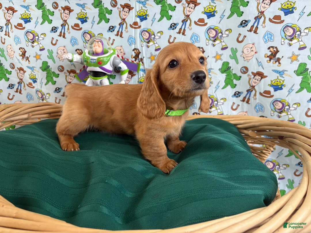 Miniature Dachshund dogs for sale: Buzz - Ad 1