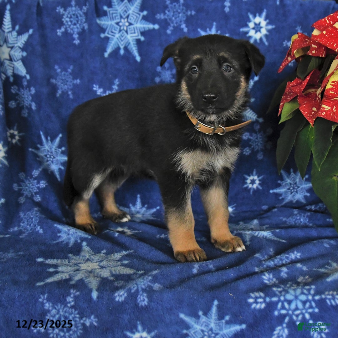 German Shepherd dogs for sale: Naomi - Ad 1