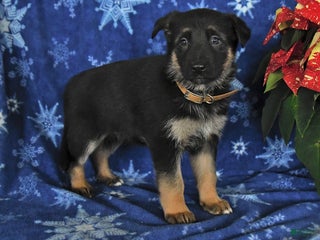 German Shepherd dogs Naomi - Ad 40