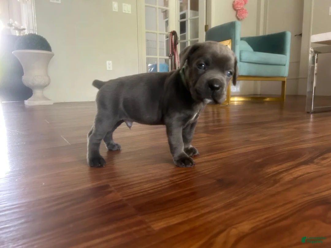 Cane Corso dogs for sale: Cane Corso Puppy 2 - Ad 2