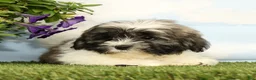 Lhasa Apso dogs for sale: Kimberly - Ad 5