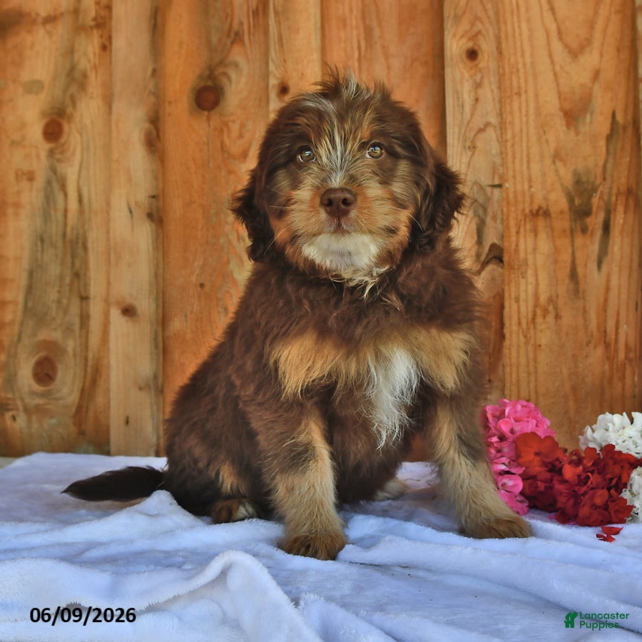 Mixed Breed dogs Allie - Ad 1