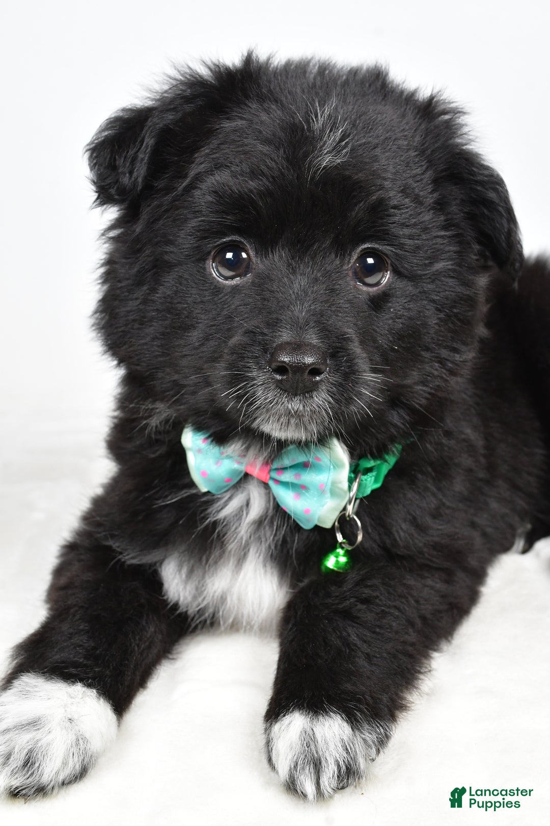 Mini Aussiedoodle dogs for sale: Wyatt  - Ad 7