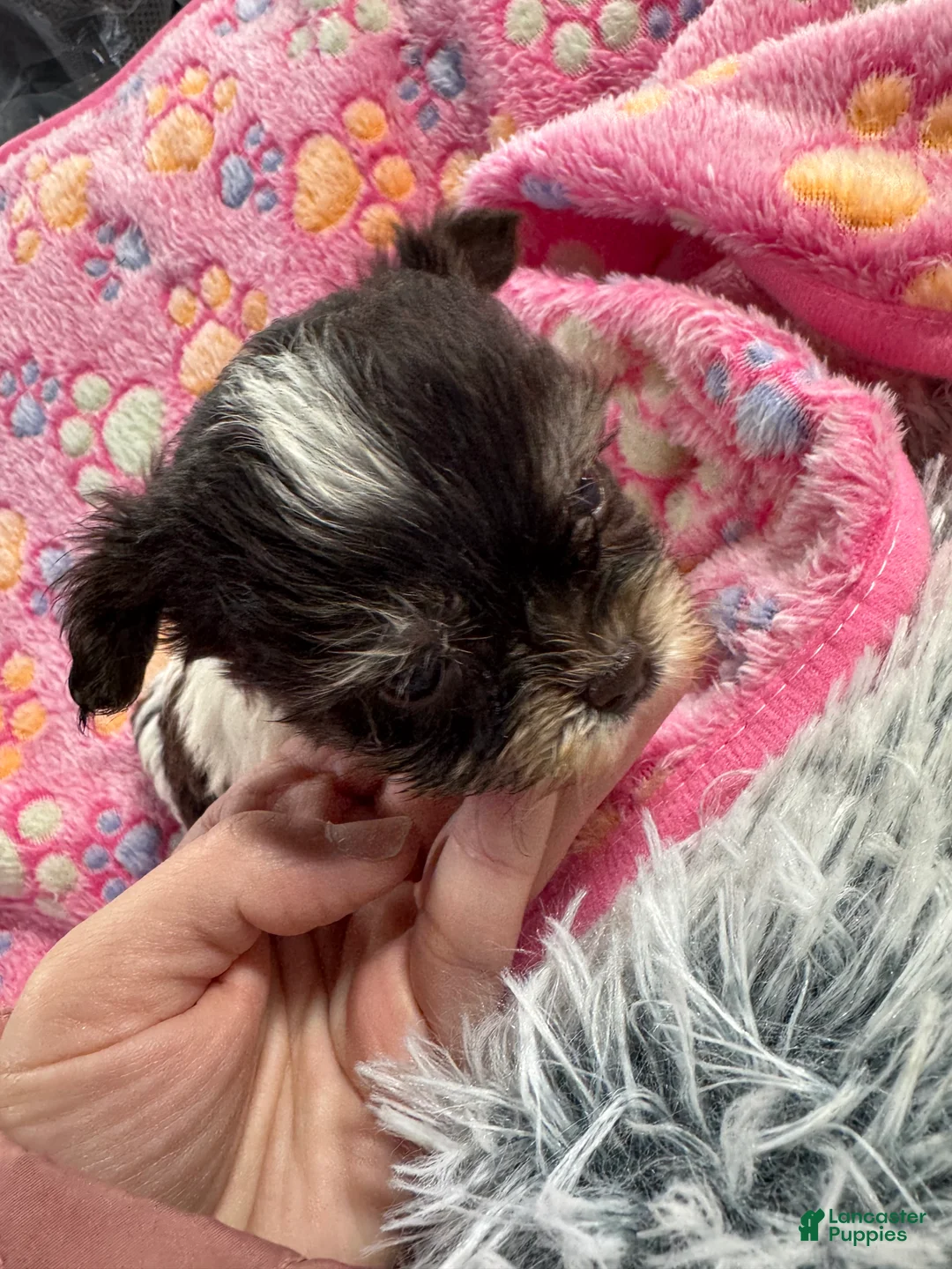 Yorkshire Terrier dogs for sale: Yorkshire Terrier Puppy 2 - Ad 2