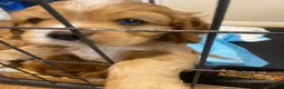 Mixed Breed dogs for sale: Leland Blue - Ad 3
