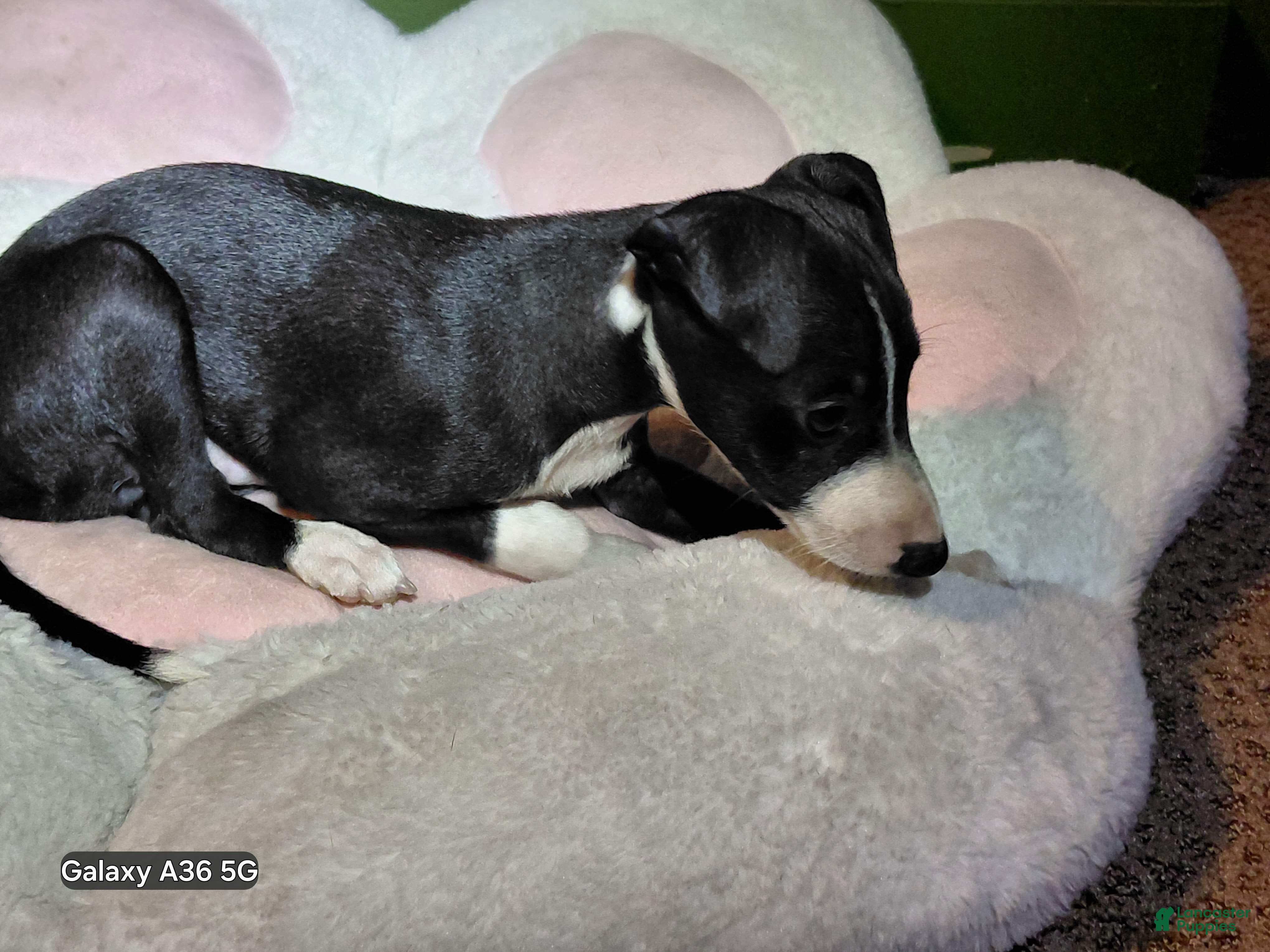 Italian Greyhound (Italian Greyhound, Female) in Pooler, GA