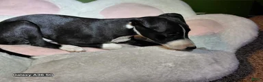 Italian Greyhound 2