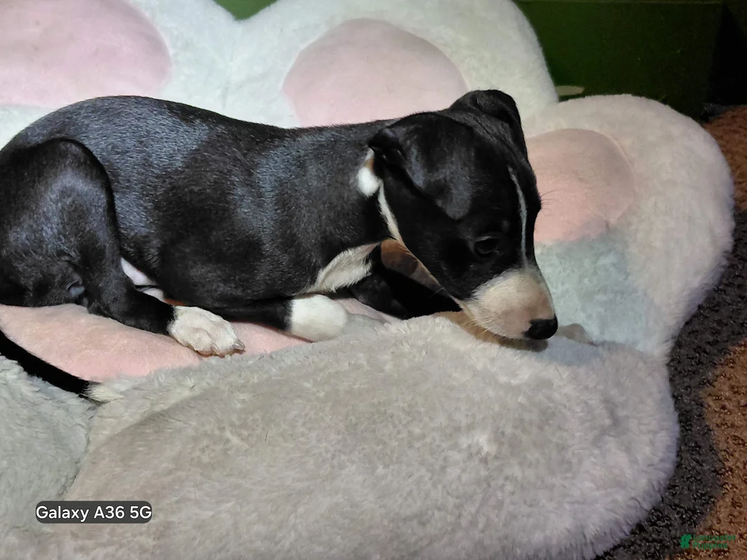 Italian Greyhound dogs for sale: Italian Greyhound 2 - Ad 1
