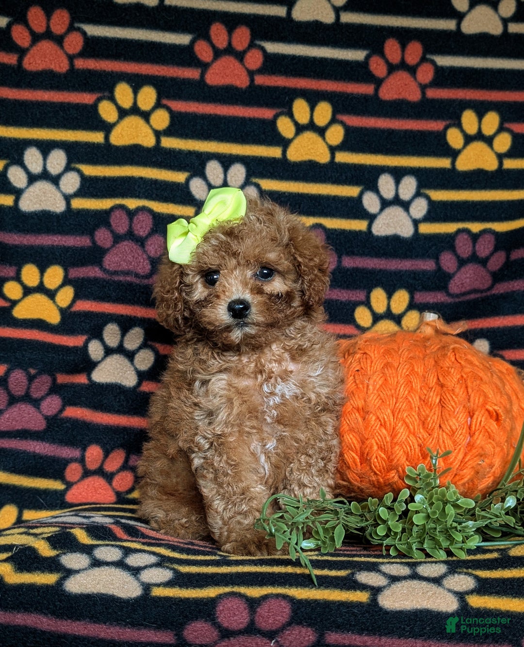Miniature Poodle dogs for sale: Sierra - Ad 4