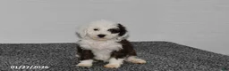 Mini Sheepadoodle dogs for sale: Olivia - Ad 4